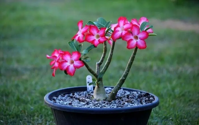 Rosa do Deserto ( Adenium obesum )