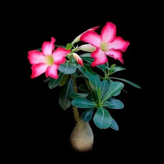 Adenium obesum“วังดอกดก”アデニウム Rosa do Deserto ( Adenium obesum )