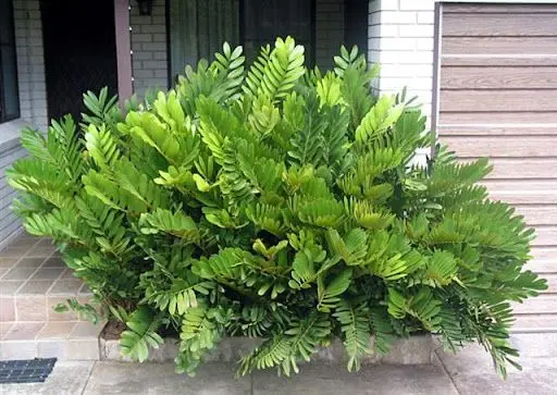 塊根植物・コーデックス Zamia furfuracea var. variegata ZAMIA (Zamia furfuracea L.)