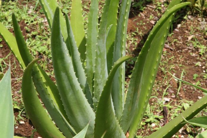 aloe vera gel narben Curaloe Beruhigendes Aloe Vera Gel