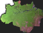 Sítio da Mata - Árvores nativas da Amazônia. A floresta é cada arvore, plante uma no seu Jardim.