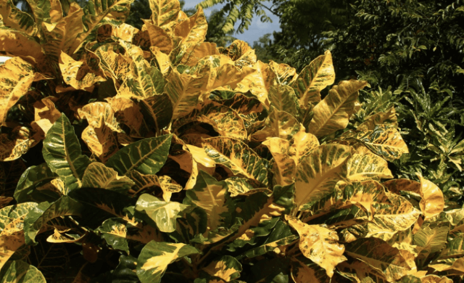 10 dicas de plantas fáceis de cuidar e que valorizam a sua propriedade