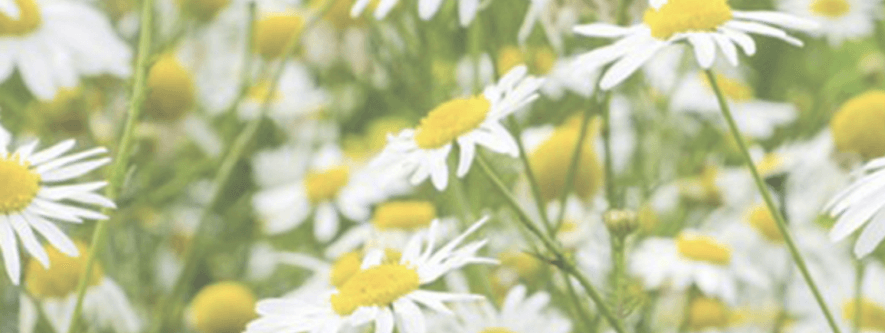 PLANTAS SURPREENDENTES