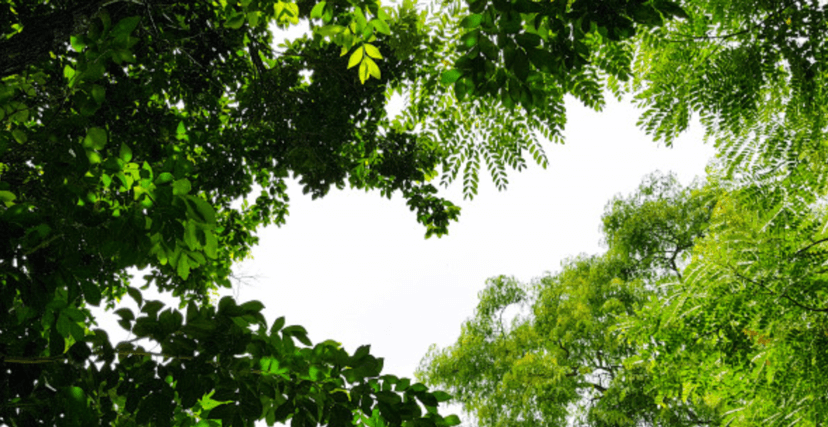 COMO REGULARIZAR SUA PROPRIEDADE PLANTANDO ÁRVORES
