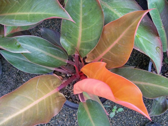 Philodendro Outono (Philodendron 'Autumn')