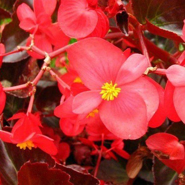 FLORES ORNAMENTAIS Begônia SEMPERFLORENS F2