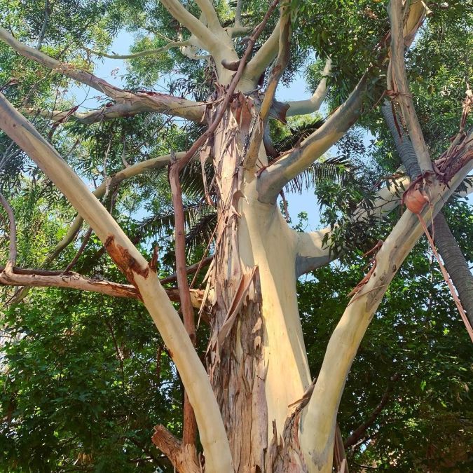 EUCALIPTO SALIGNA (Eucalyptus saligna)