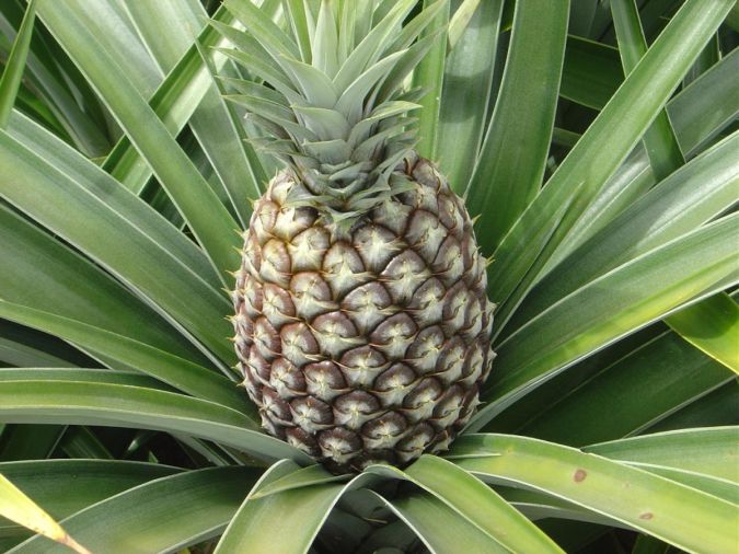 ABACAXI FRUTA (Ananas comosus)