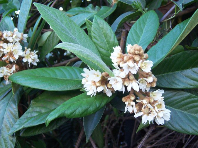 AMEIXA AMARELA (Eriobotrya japonica) 