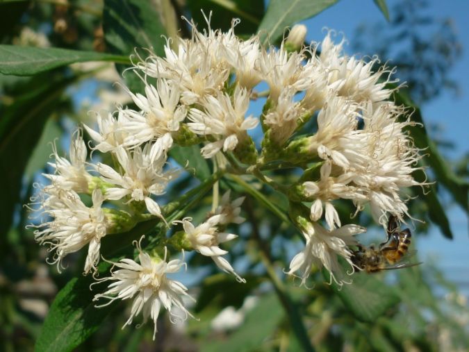 Assa Peixe (Vermonia polyanthes)
