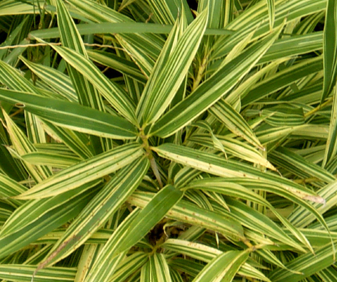 bambu listrado    pleioblastus variegatus