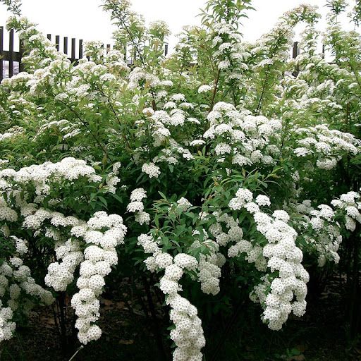 BUQUE DE NOIVA (Spirea cantoniensis)