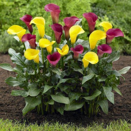 Details 200 imagen plantas calla