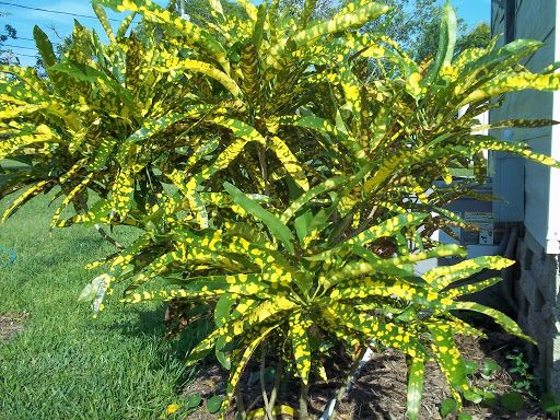 CROTON BRASILEIRINHO (Codiaeum variegatum)