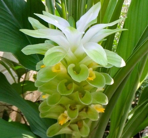 Curcuma Acafrao Da Terra Curcuma Longa