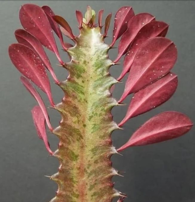 CACTO CANDELABRO (Euphorbia trigona)