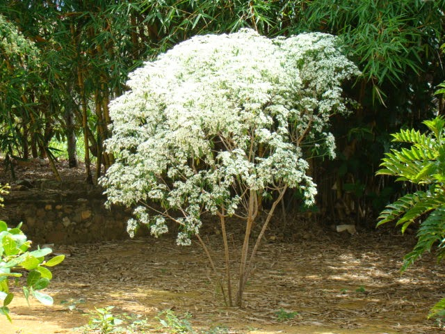 NEVE DA MONTANHA (Euphorbia leucocephala)