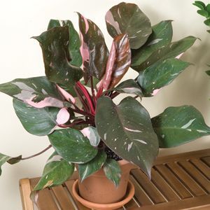 FILODENDRO PINK PRINCESS (Philodendron sp)