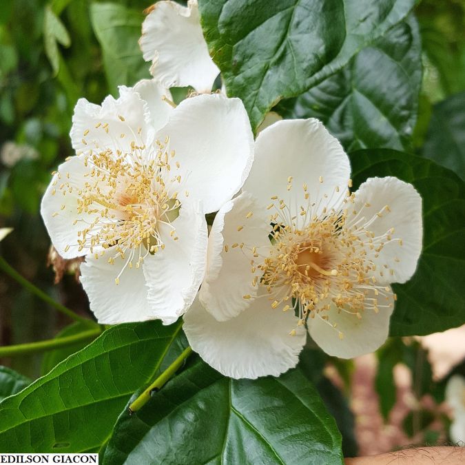 Guabiroba Branca (Campomanesia neriiflora)