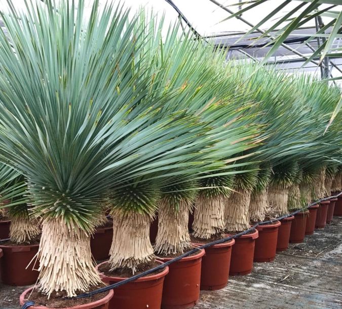 Palmeira Yuca (Yucca Rostrata)