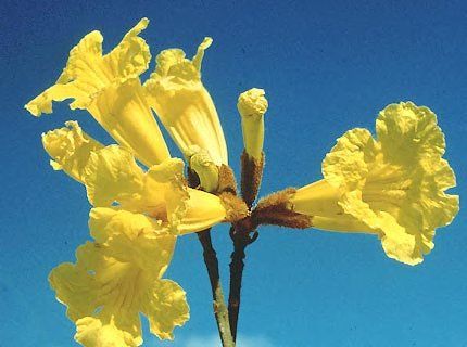 IPÊ AMARELO CASCUDO (Handroanthus chrysotrichus)