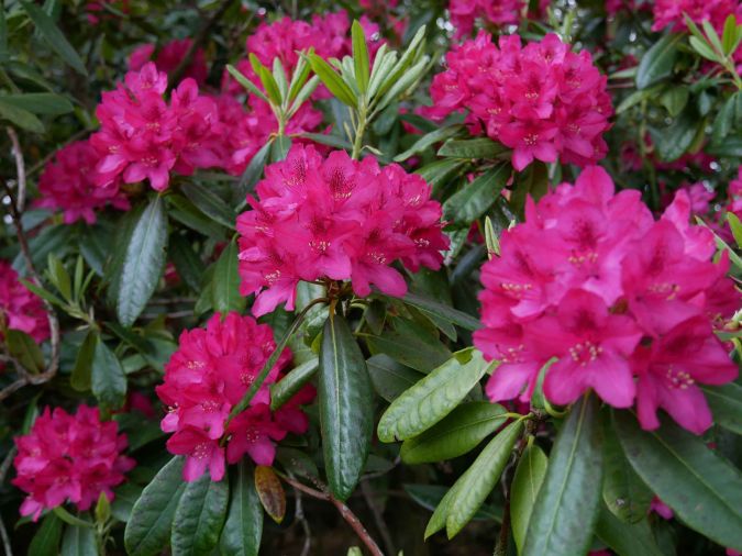RODODENDRO (Rhododendron thomsonii)