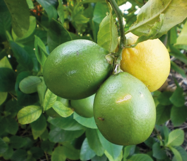 Limao Galego (Citrus Limon)