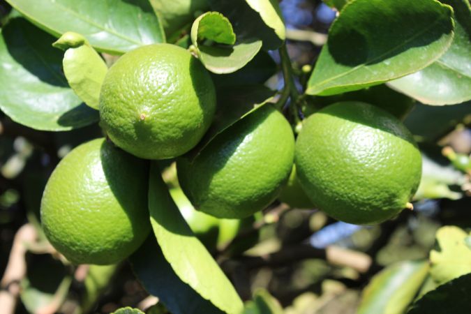 Limao Taiti (Citrus Limon) 