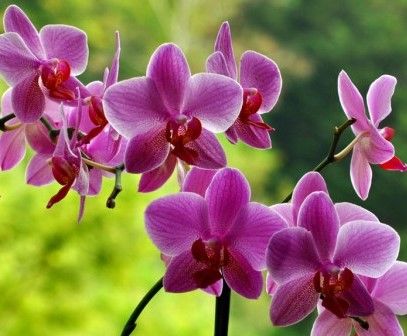 ADUBO ORGANOMINERAL COMPLETO Orquídeas 5 ml