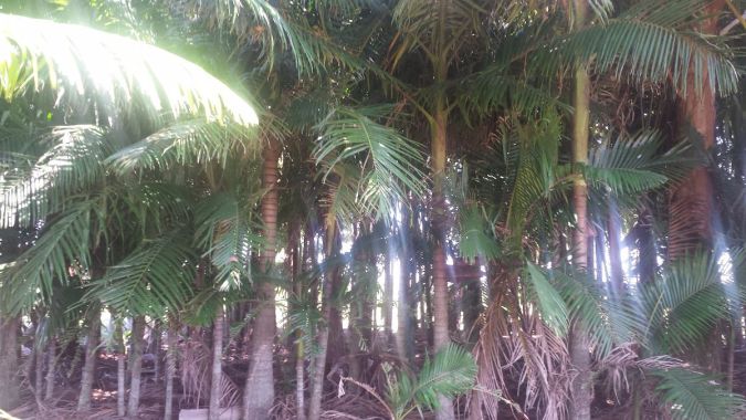 palmeira   real     archontophoenix  cunninghamiana