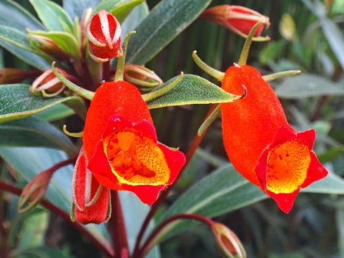 SEMANIA (Gloxinia sylvatica)