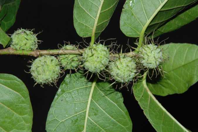 Taiúva (Maclura tinctoria)
