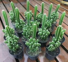 Cacto Castelo Acanthocereus Tetragonus