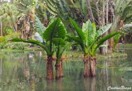 BANANEIRA D&rsquo;ÁGUA (Typhonodorum lindleyanum)