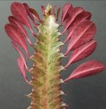CACTO CANDELABRO - EUPHORBIA CACTUS (Euphorbia ingens)