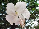HIBISCO BRANCO (Hibiscus rosa-sinensis ‘Albus’)