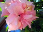 HIBISCO DOBRADO (Hibiscus rosa sinensis) 