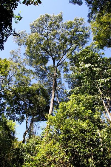 Arvore da Mamona (Micrandra elata)