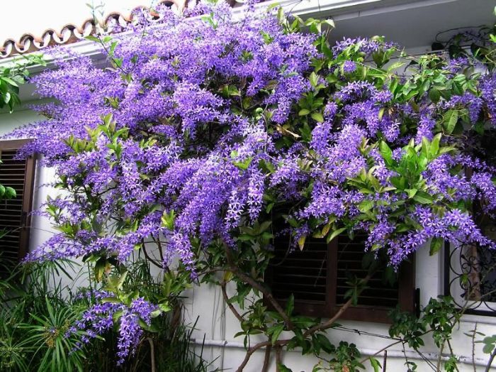 FLOR DE SÃO MIGUEL GIGANTE (Petrea volubilis)