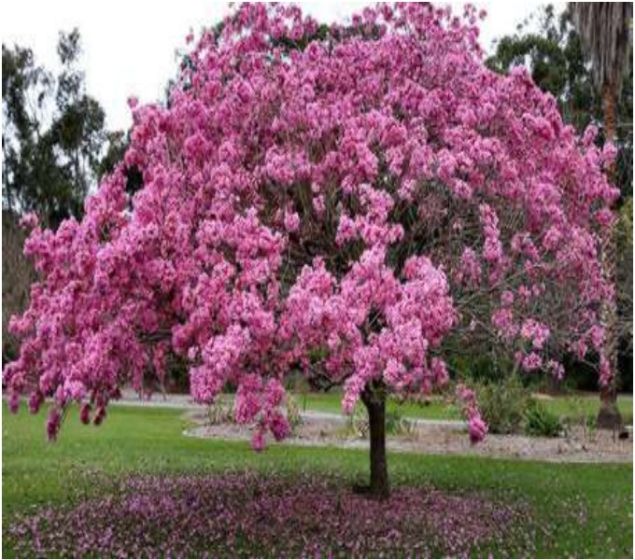 Ipê Rosa