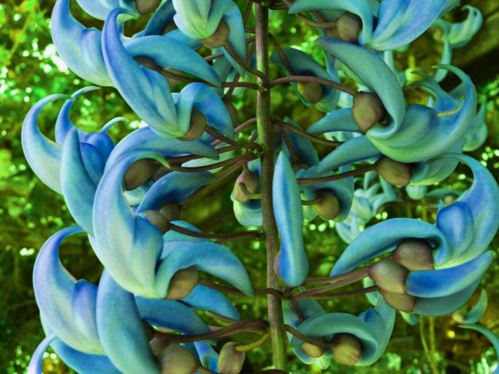 JADE AZUL (Strongylondon macrobothrys) JADE AZUL (Strongylondon macrobothrys)