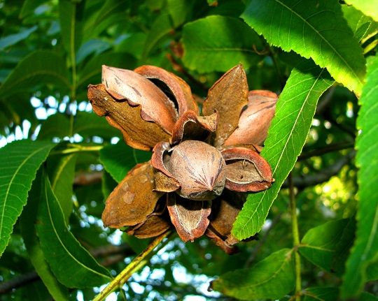 Noz Pecan (Carya Illinoiensis)