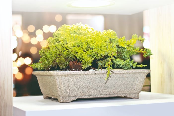 vaso-bonsai-ceramica