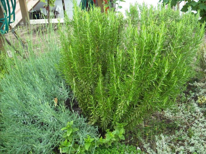 Alecrim Rosmarinho | Sítio da Mata