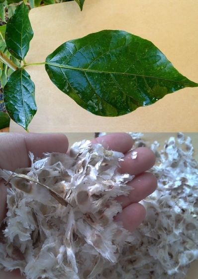 IPÊ BRANCO ( Tabebuia roseo-alba)