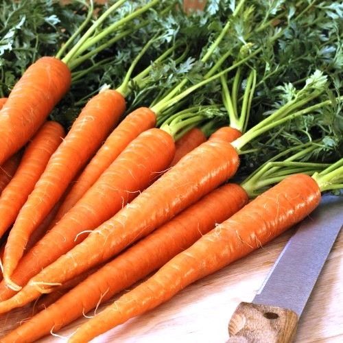 CENOURA BRS ESPLANADA ( Daucus carota L.)
