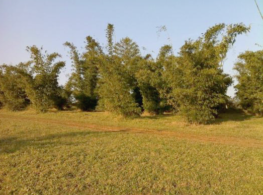 Bambu Gigante Bambu Gigante