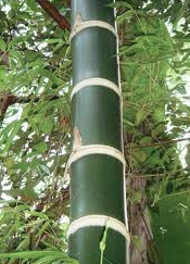 Aguadua Aguadua