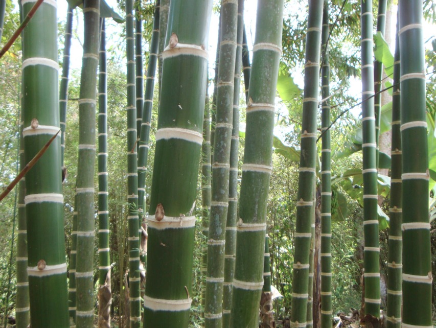 Bambu Gigante