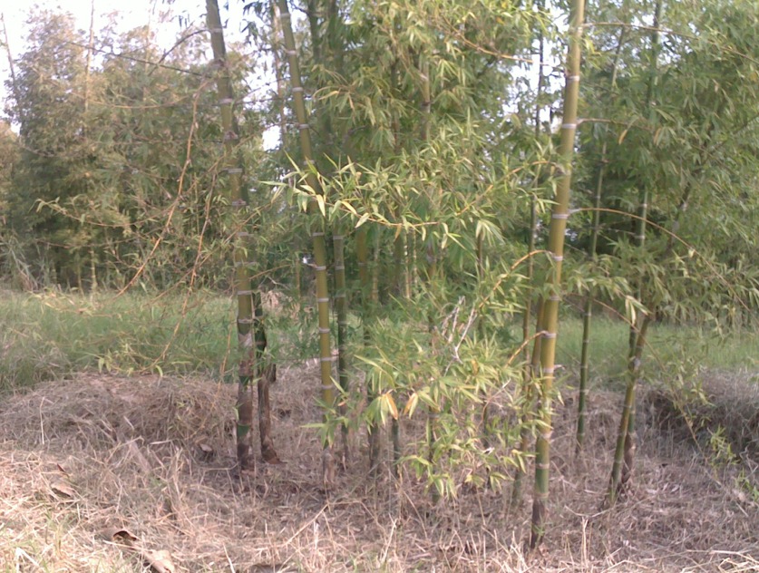 Bambu Gigante Bambu Gigante